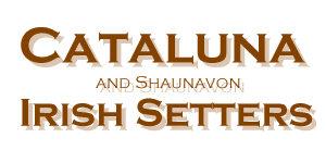 Cataluna and Shaunavon Irish Setters